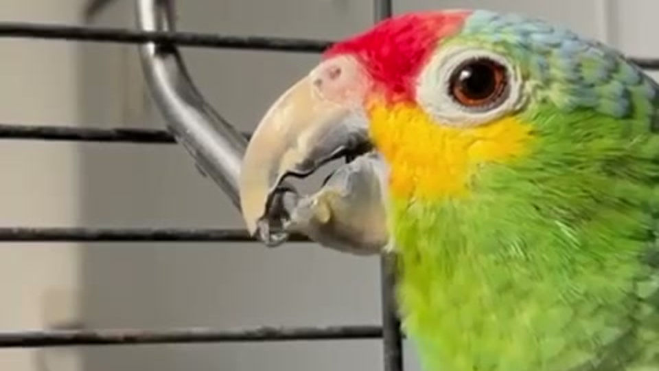 Bebedero Kaytee Loros